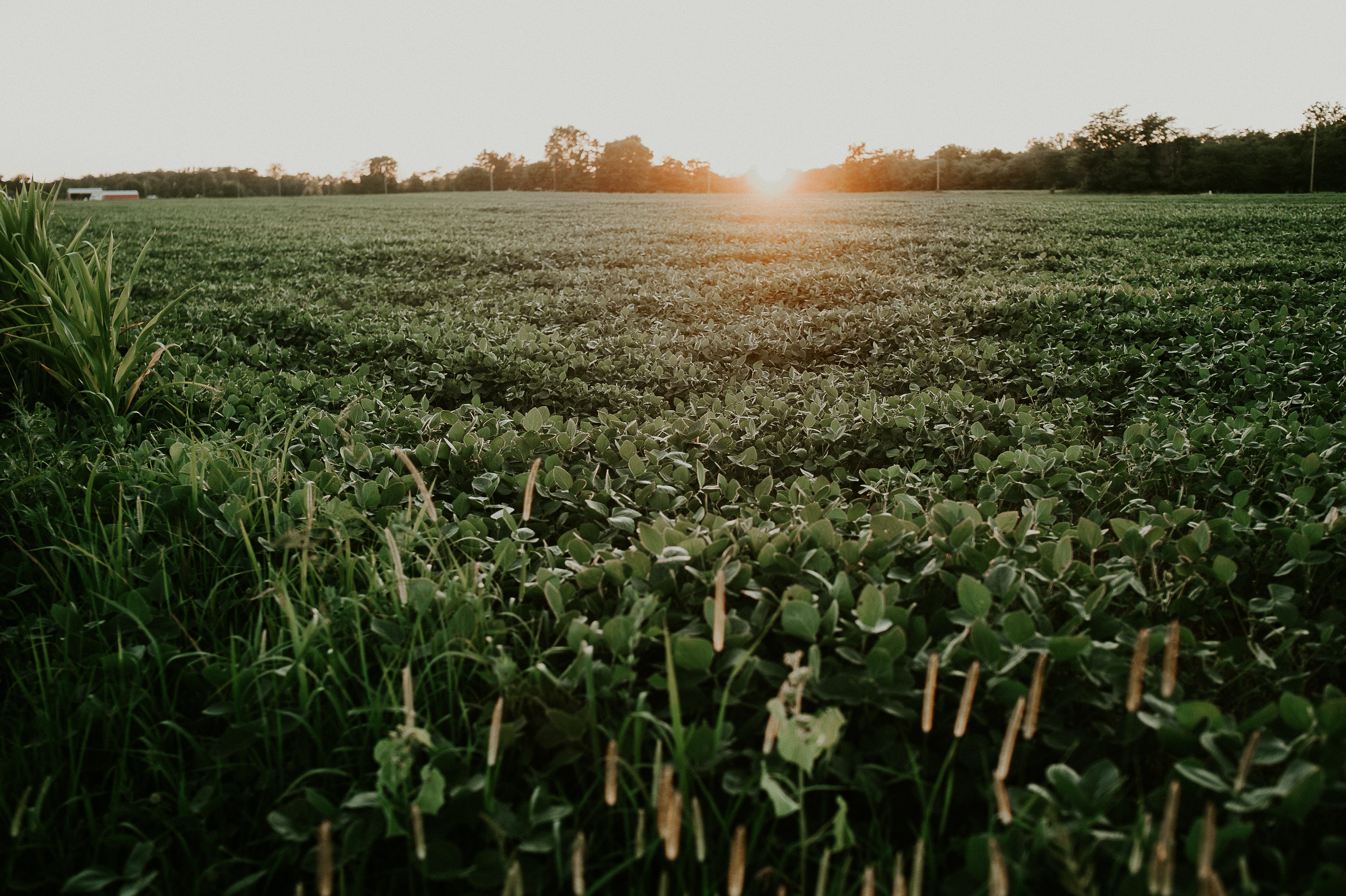 Cargill bringing new soybean plant to Pemiscot County - The ...