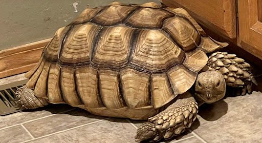 Pet desert tortoise goes missing for days in Christian County ...