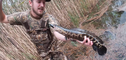 Second invasive snakehead 'Frankenfish' captured in Missouri